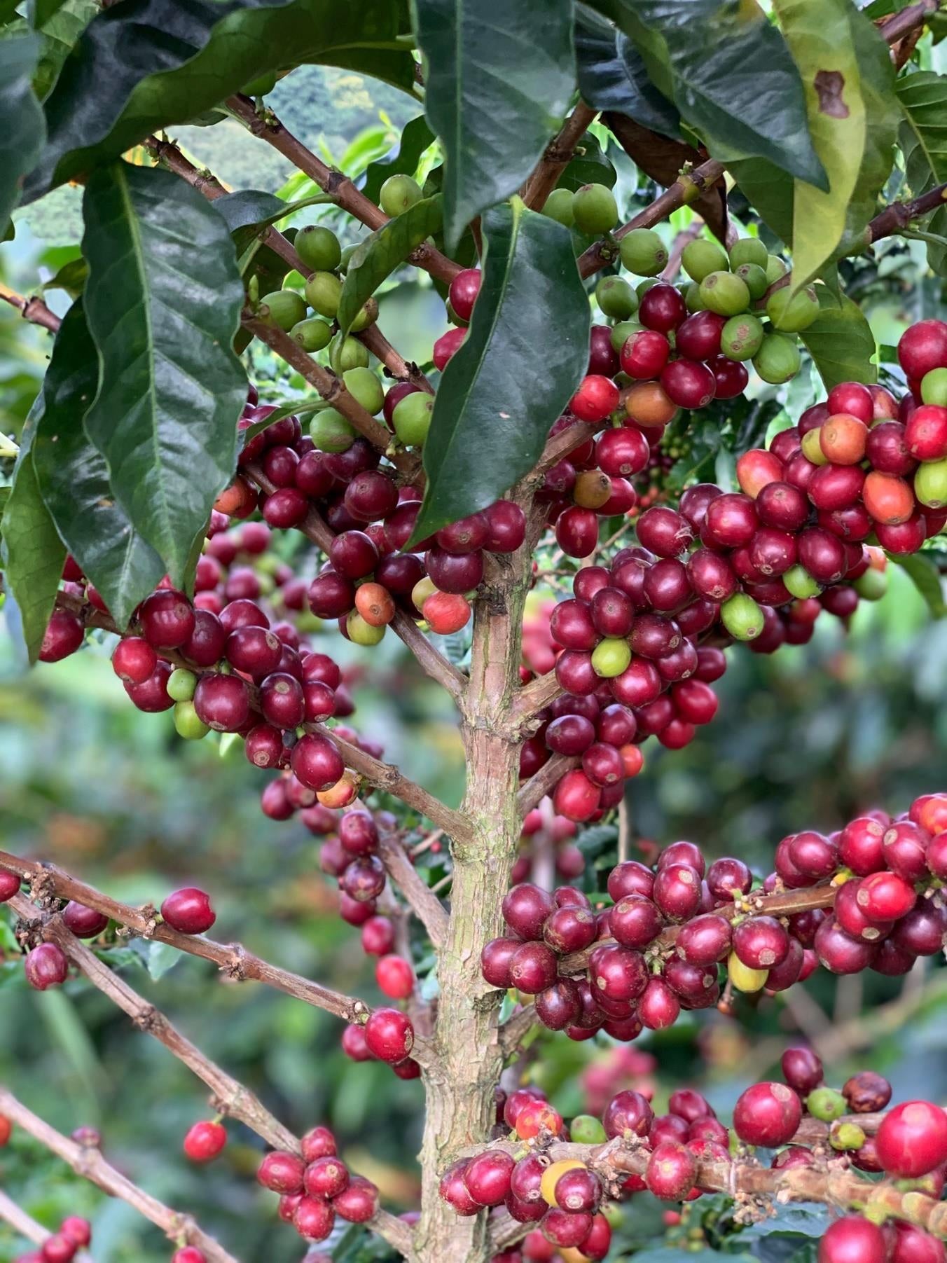 コロンビア エルパライソ アナエロビック ライム