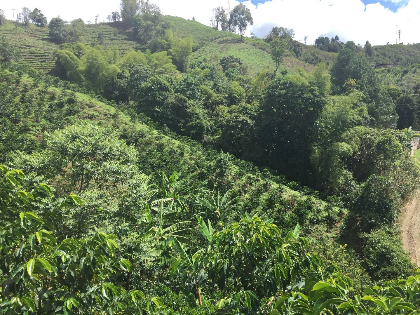 コロンビア エルパライソ アナエロビック ライム