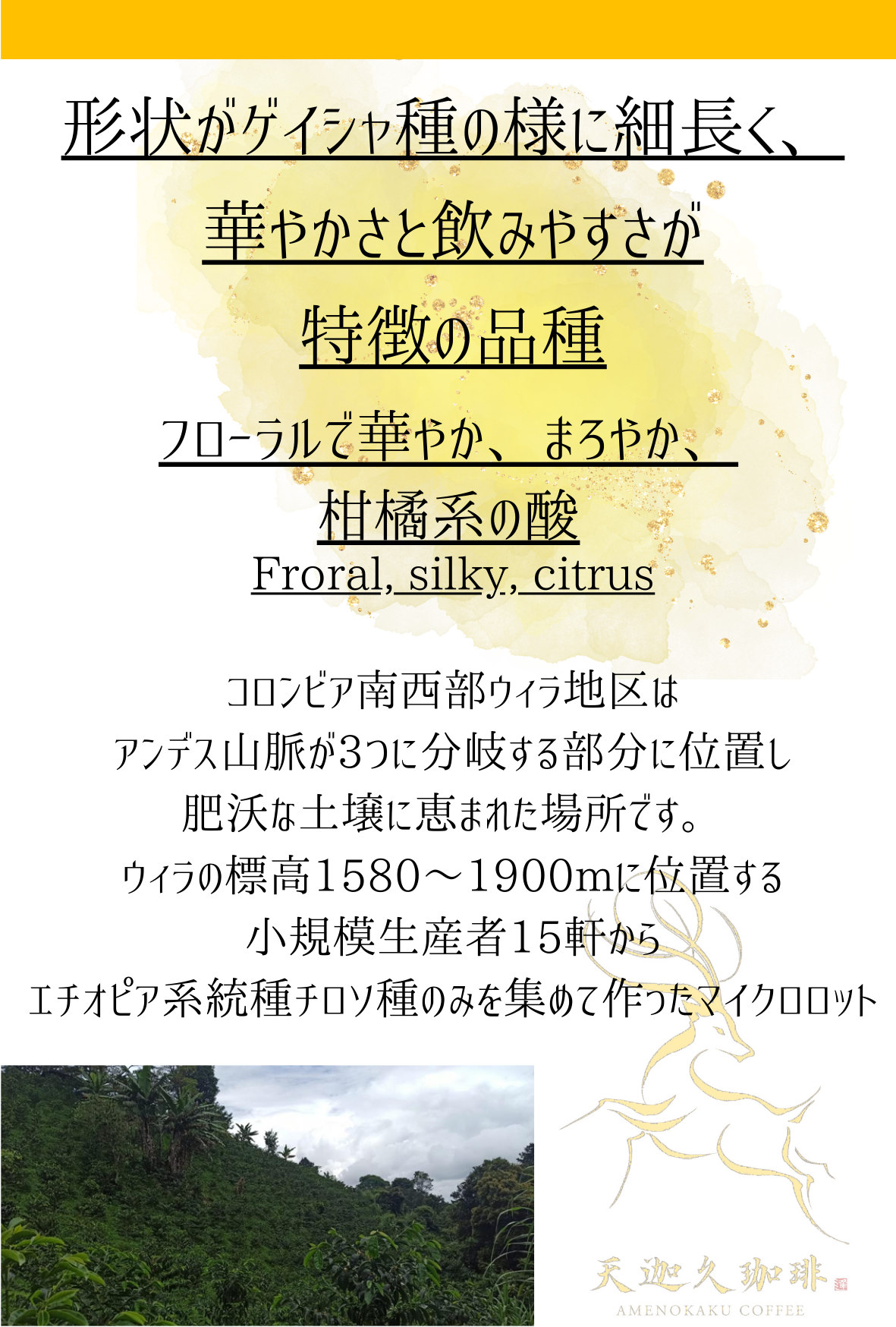 【コロンビア】ウィラ チロソ