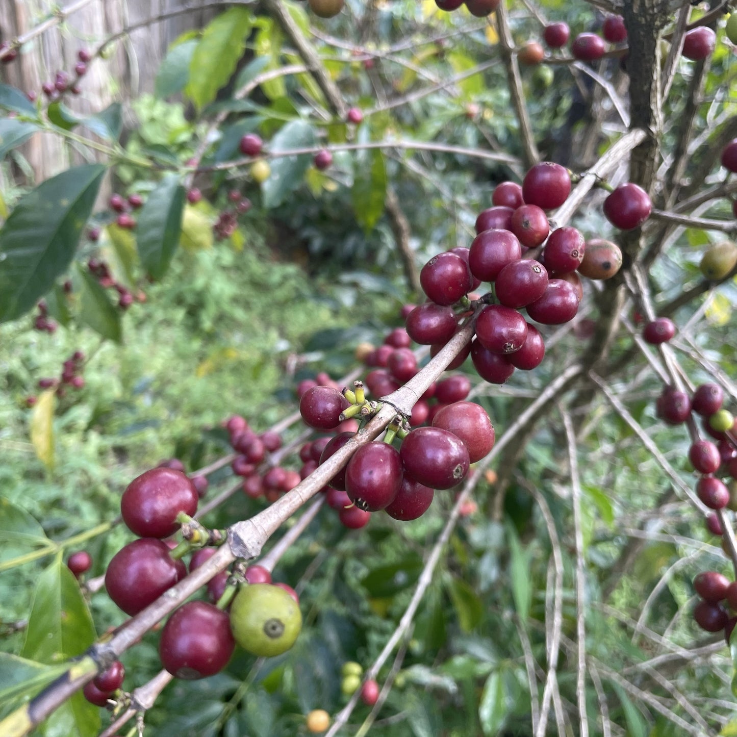 エチオピア ニグセ・ゲメダ モルケ ナチュラル