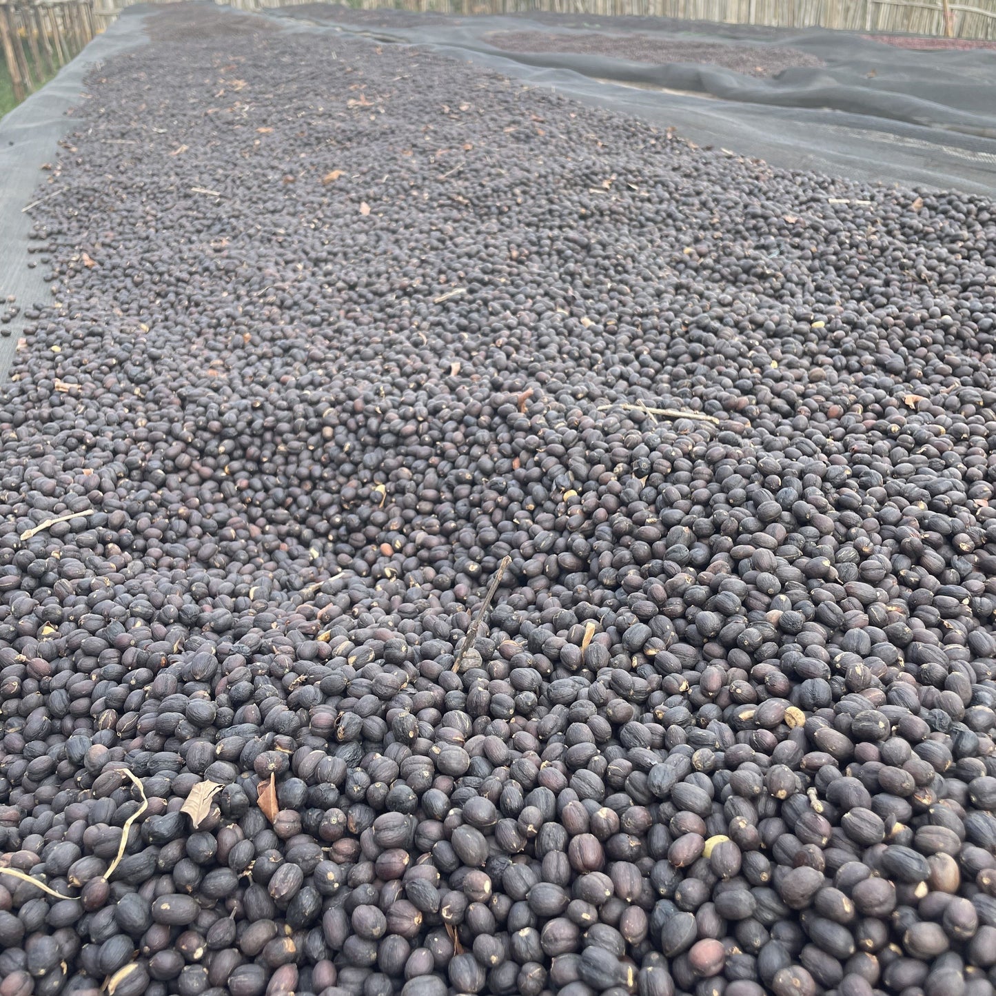 エチオピア ニグセ・ゲメダ モルケ ナチュラル