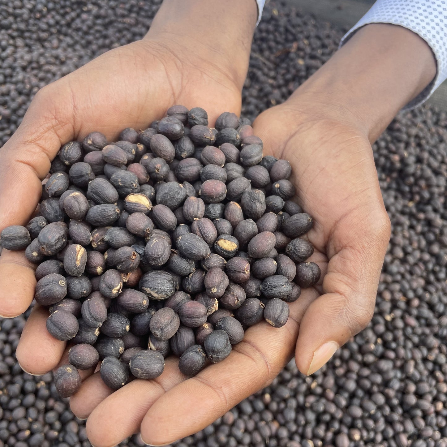 エチオピア ニグセ・ゲメダ モルケ ナチュラル