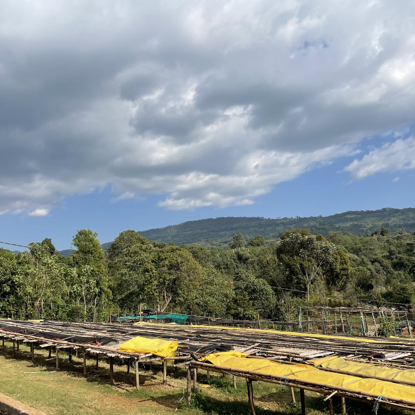 エチオピア ニグセ・ゲメダ カラモ ナチュラル