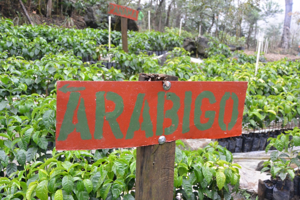 【グアテマラ】 ラ・ボルサ農園 アラビゴ