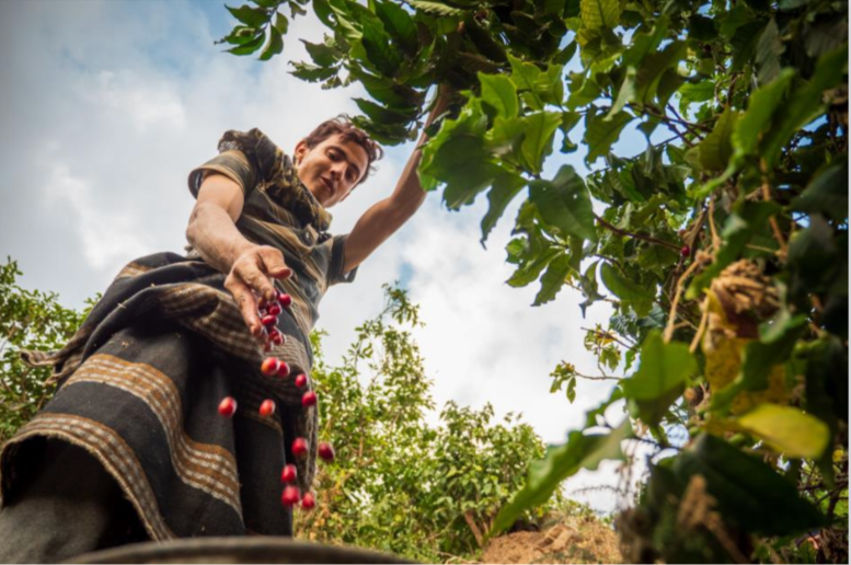 イエメン キマハラーズ イエメニア