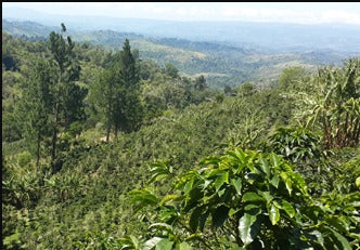 【パプアニューギニア】 コルブラン農園 ゲイシャ