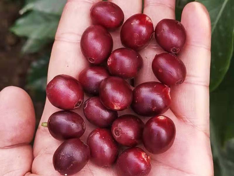 【中国】雲南　天空農園 ナチュラル　ダブルファーメンテーション