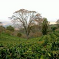 タンザニア　エーデルワイス農園　SL28