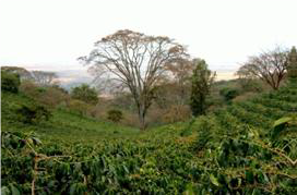 タンザニア　エーデルワイス農園　SL28