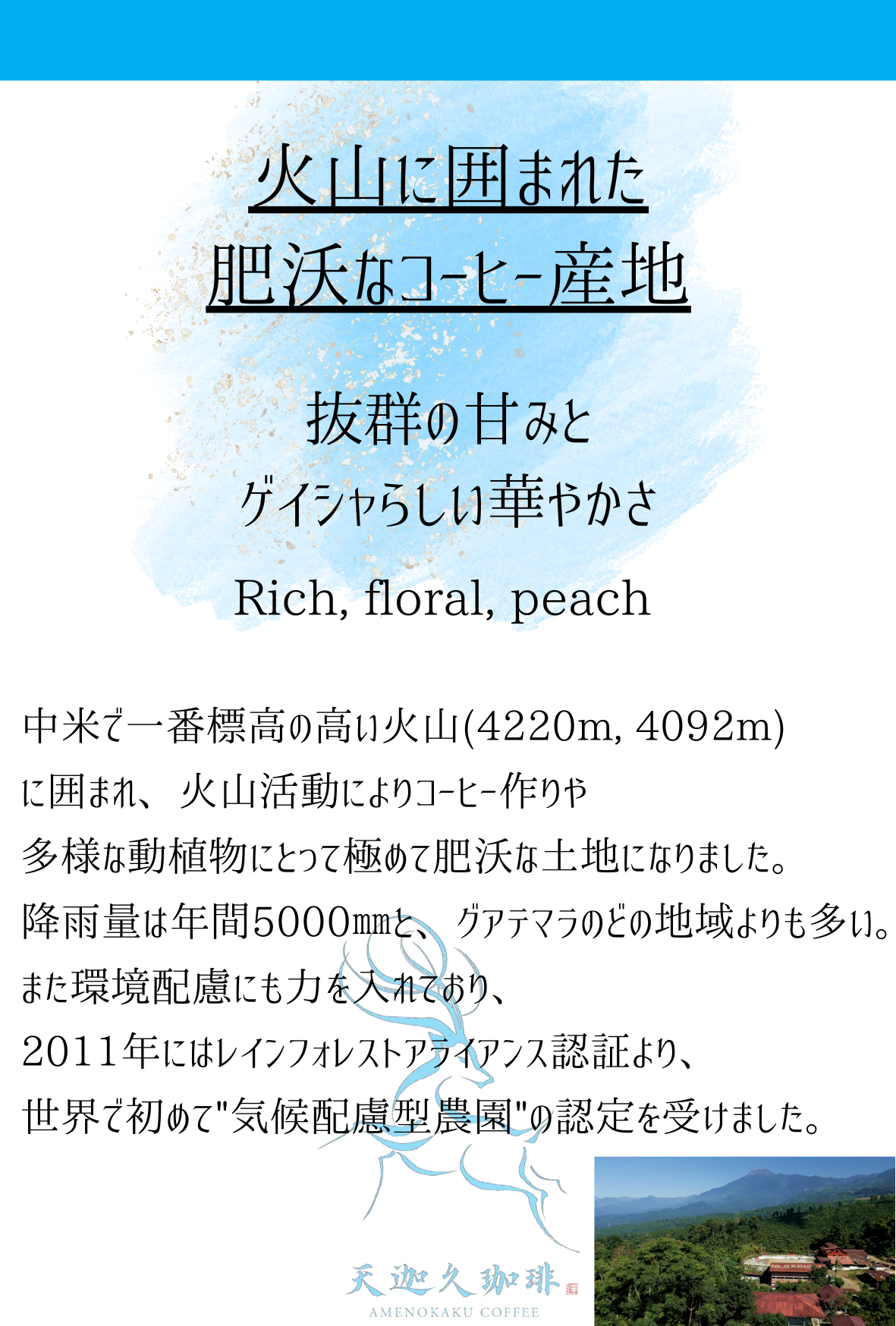 【グアテマラ】 エルプラタニージョ農園　 ゲイシャ