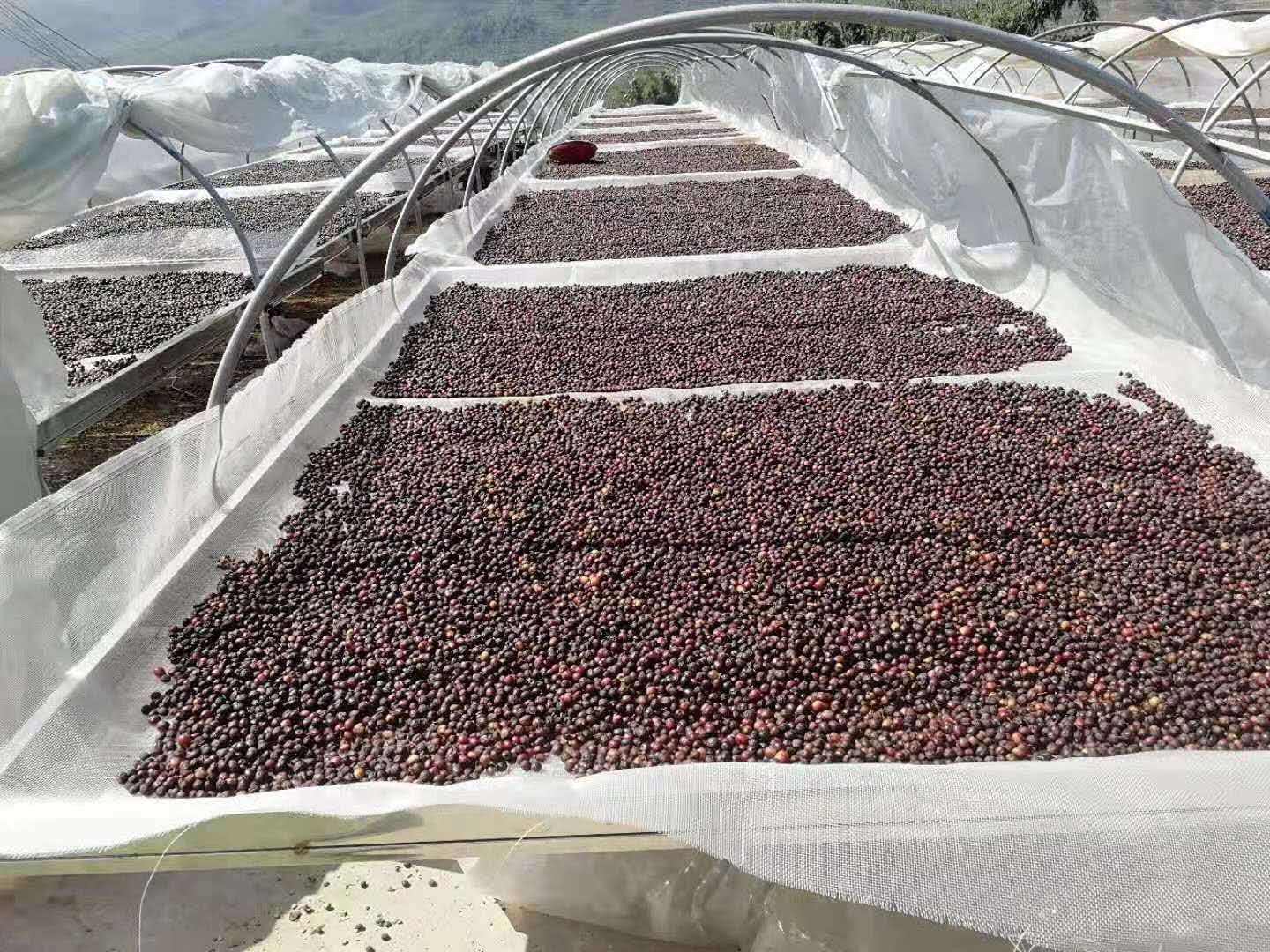 【中国】雲南　天空農園 ナチュラル　ダブルファーメンテーション
